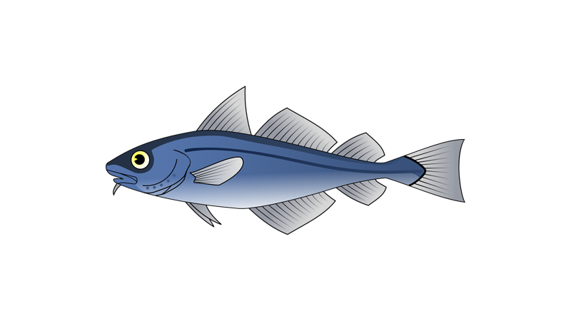 Read more about the article WILD ALASKA SALMON & SEAFOOD CO.
