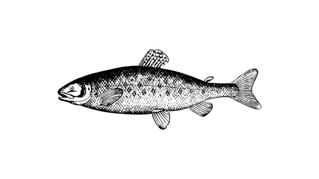 Read more about the article WILD ALASKA SALMON