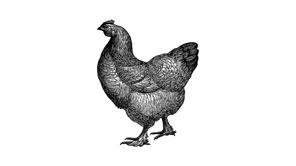 Read more about the article PASTURE-RAISED CHICKEN