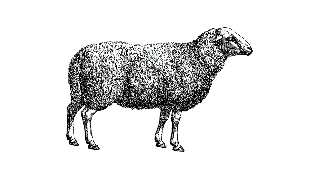 Read more about the article 100% GRASS-FED LAMB
