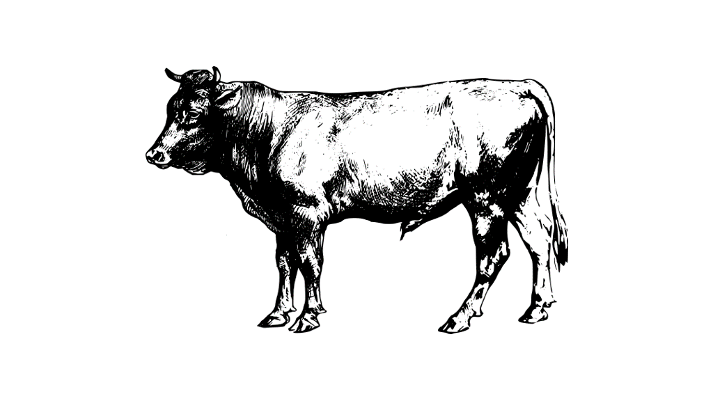 Read more about the article 100% GRASS-FED BEEF